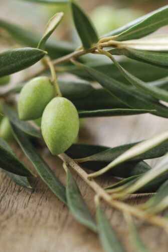 Herb to Know: Olive Leaf